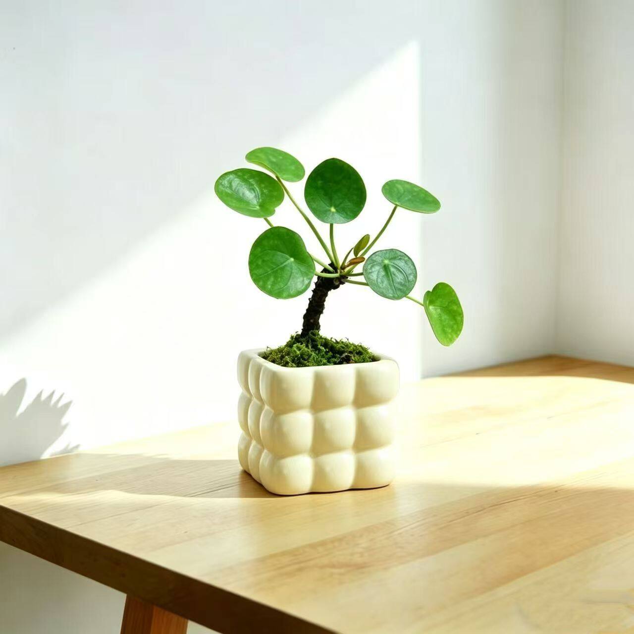 镜面草盆栽圆叶植物新奇耐阴好养桌面基地批发绿植寓意吉祥新手花