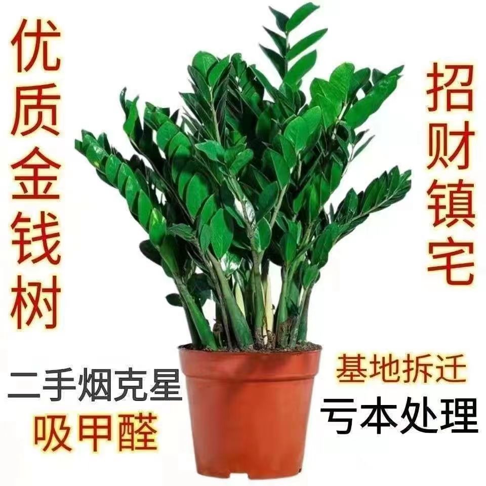 金钱树盆栽植物室内花卉客厅四季常青好养绿植大摇钱串子小发财树