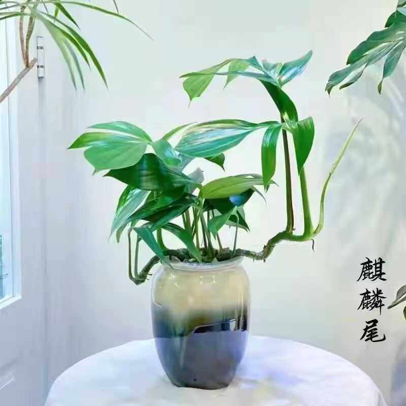 龟背竹麒麟尾大型绿植室内水培开背植物四季常青净化空气吸甲醛