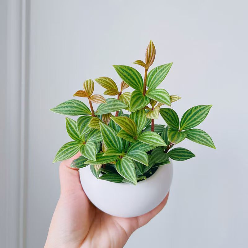 【豆瓣绿】轮叶奇特观叶绿植花卉盆栽办公室电脑桌面防辐射吸甲醛