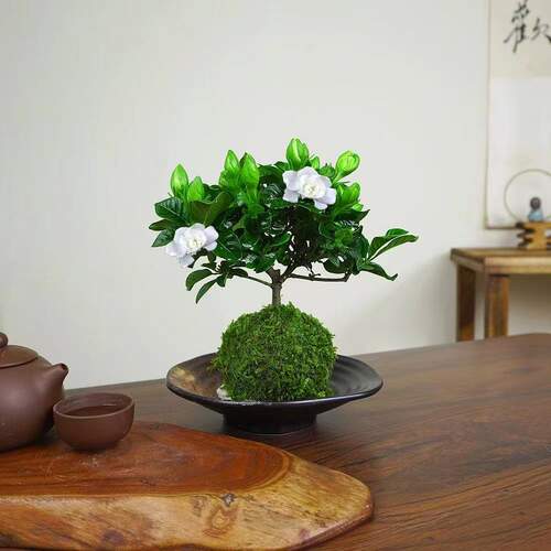 栀子花苔藓球水培室内盆栽好养