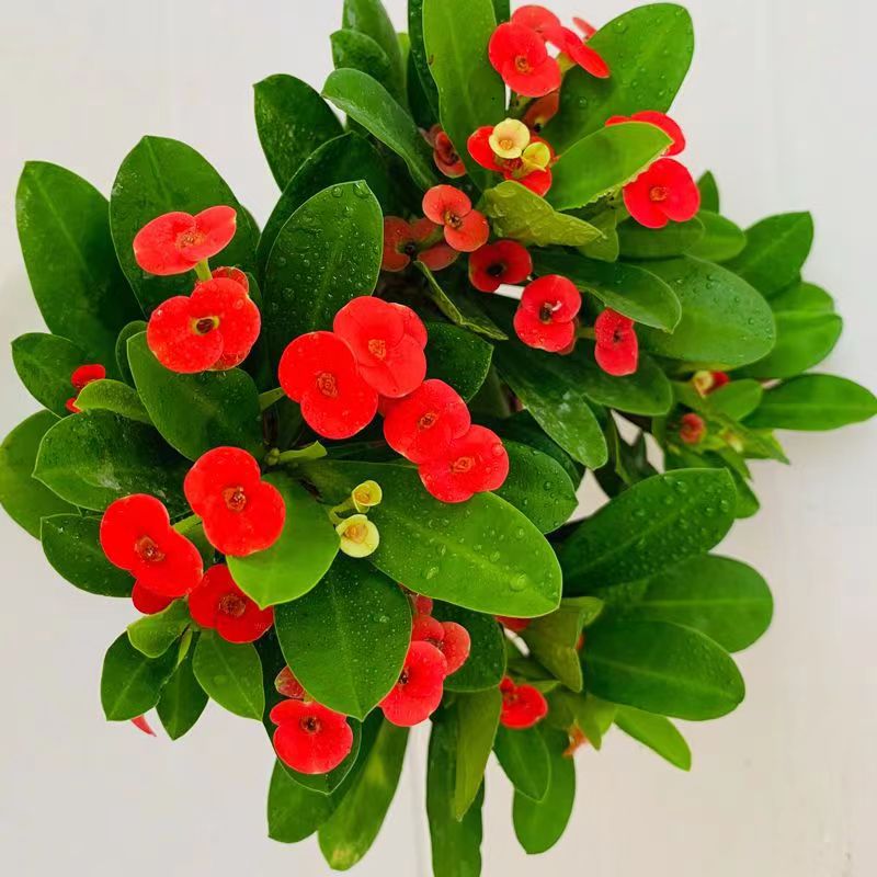 海棠花盆栽铁海棠虎刺梅花卉四季开花植物室内外阳台庭院带花绿植