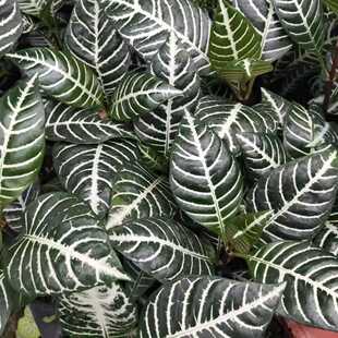 银脉爵床系列斑马花盆栽银脉单药花绿植黄金宝塔植物好养网红ins