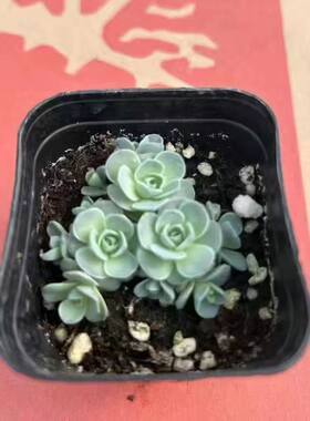 子持莲华多肉群生多头植物盆栽室内外可爱肉肉花卉绿植懒人花好