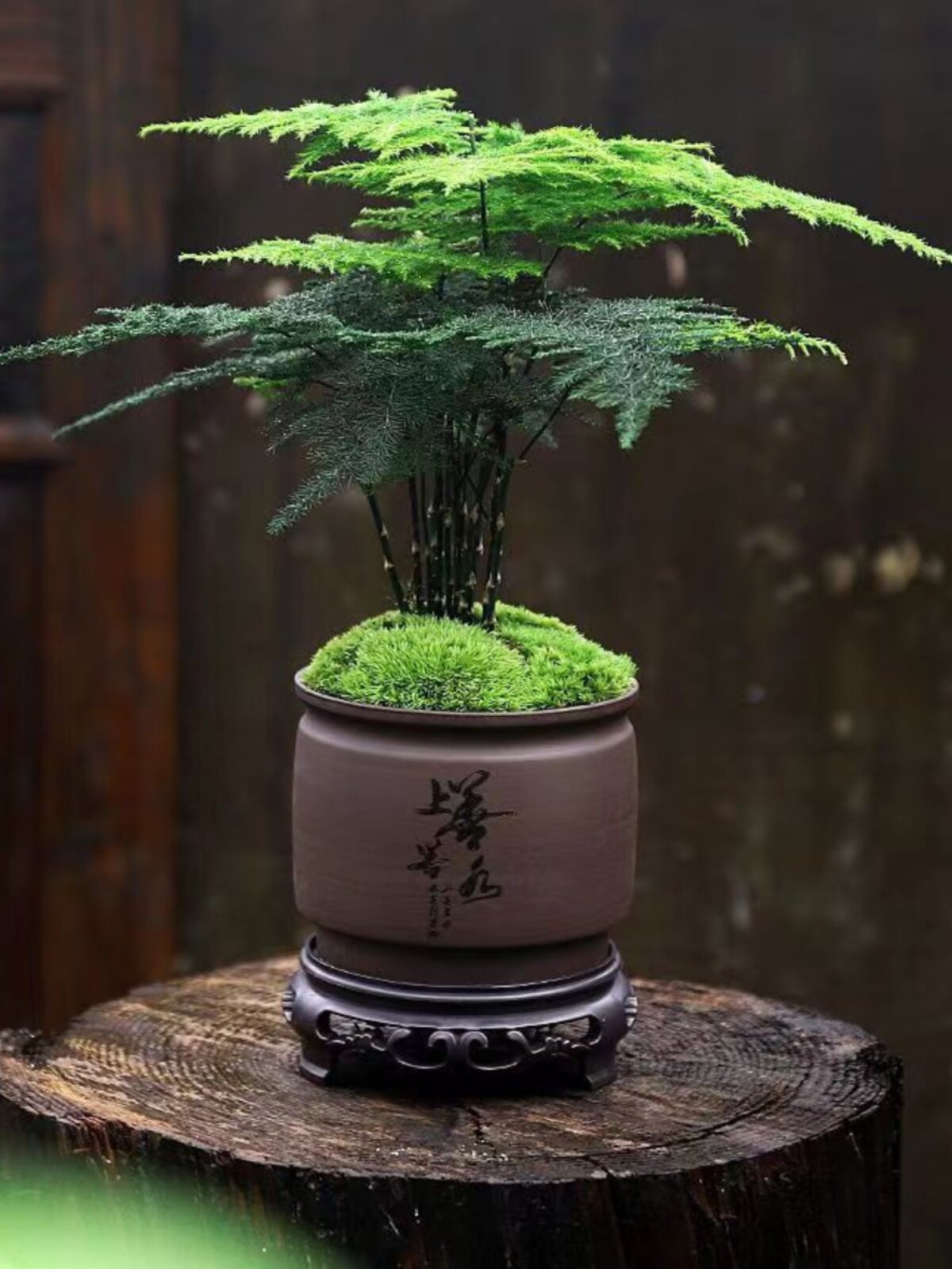 精品文竹盆栽室内花卉植物客厅吸甲醛盆景办公室桌面四季常青小绿