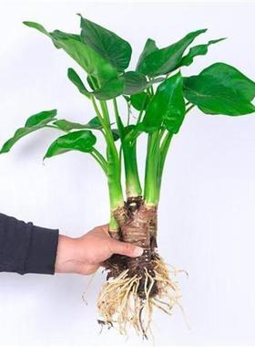 滴水观音【带叶带土发货】盆栽南北方适养绿植大叶霸王芋客厅桌摆
