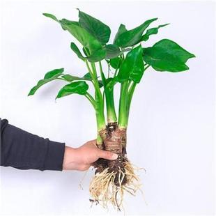 滴水观音 盆栽南北方适养绿植大叶霸王芋客厅桌摆 带叶带土发货