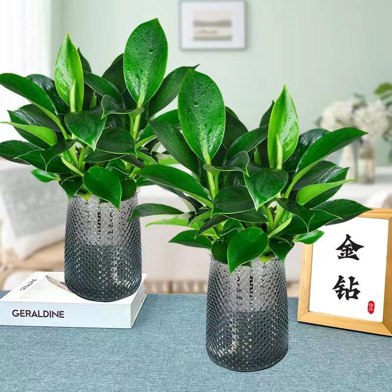 买一送一大叶金钻绿公主室内好养绿植花卉盆栽配灰色吸水盆水胶盆