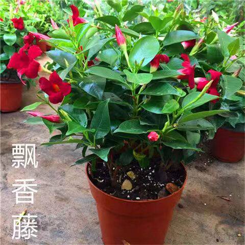 飘香藤四季飘香开花庭院爬藤植物花卉鲜花室内外阳台客厅办公室好