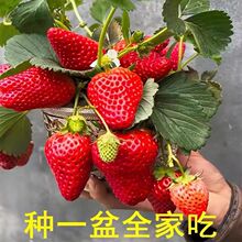 【原盆栽好】四季奶油草莓秧苗盆栽南北方阳台室内外种植当年结果