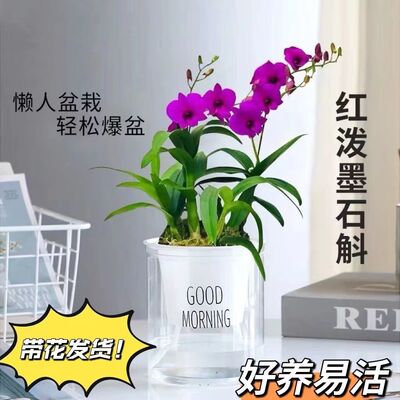超低级 带花 红泼墨石斛兰 四季开花秋石斛懒人盆栽阳台办公室带