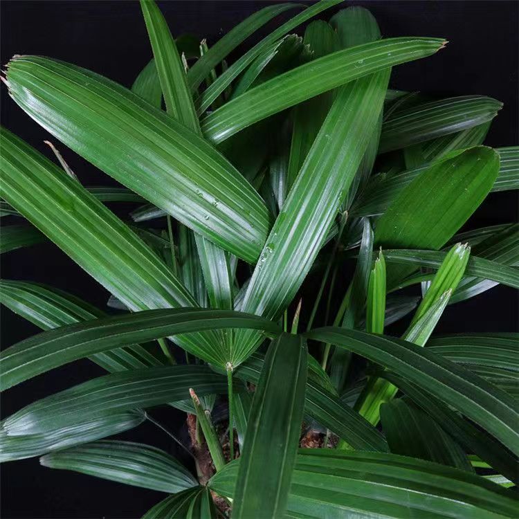 棕竹盆栽招财植物室内外绿植观音竹四季常青桌面基地直发【特价】