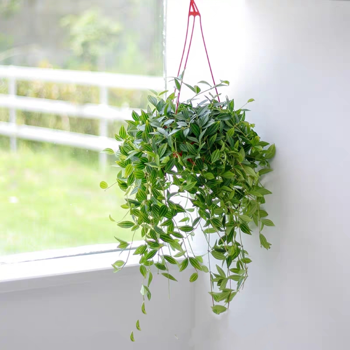 绽放四季盆栽椒草小植物钻石翡翠