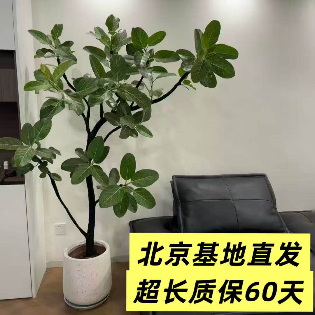 办公室客厅大型绿植盆栽孟加拉榕