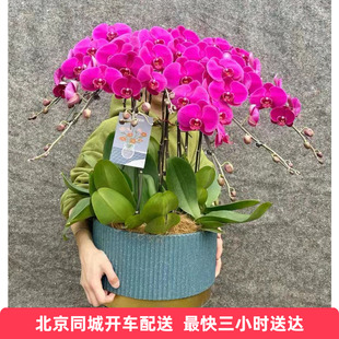 蝴蝶兰盆栽带花苞精品蝴蝶兰花盆栽年宵花兰花北京同城