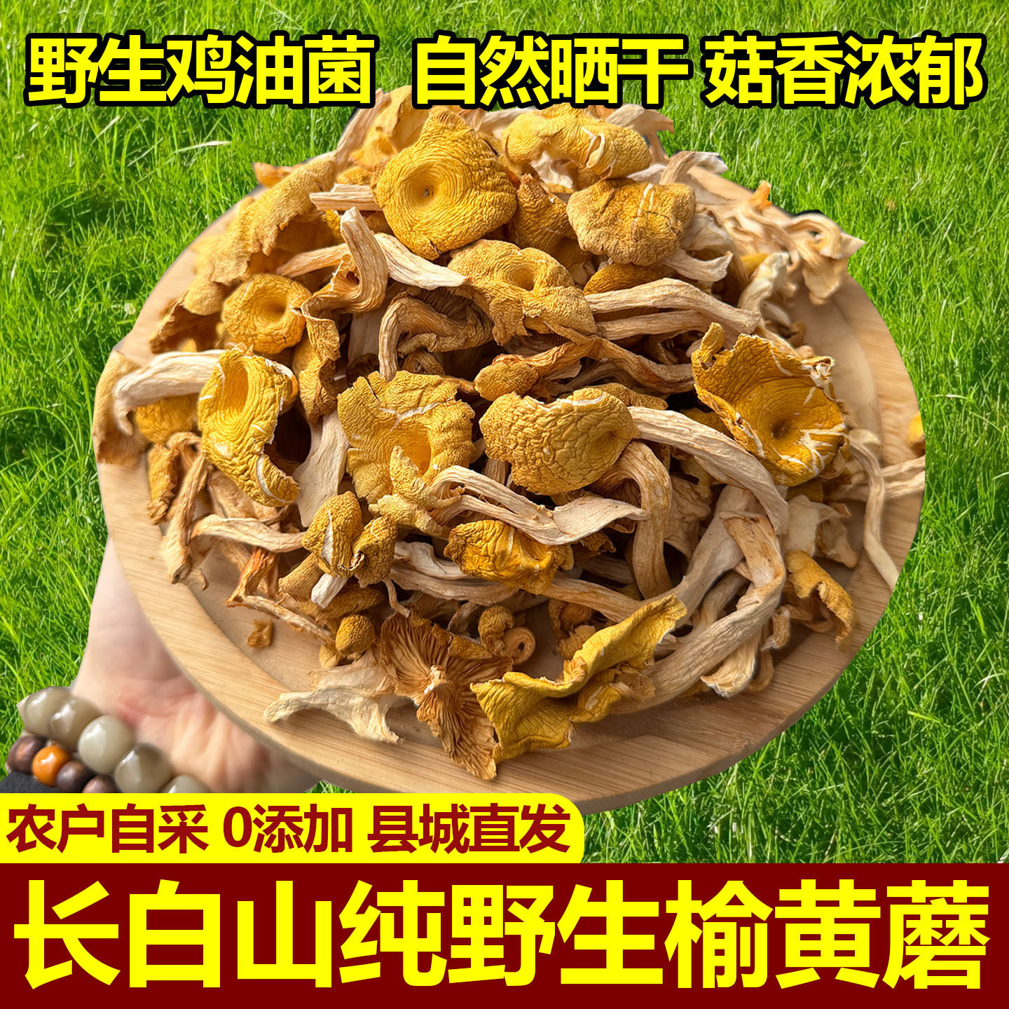 东北野生榆黄蘑干货农家晾晒长白山特产鸡油菌新货无硫煲汤金黄蘑