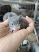 金丝熊仓鼠波利肉桂重点色蓝波利蜜波利肉桂波利