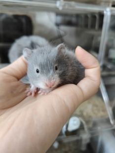 金丝熊仓鼠波利肉桂重点色蓝波利蜜波利肉桂波利