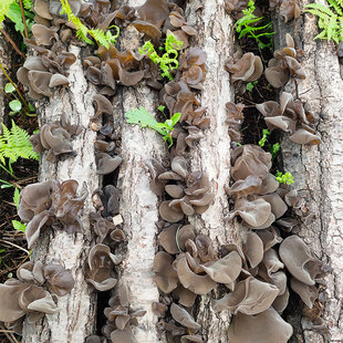 汤原县宝山大哥干货土特产脆嫩爽滑黑木耳椴100克5盒每箱