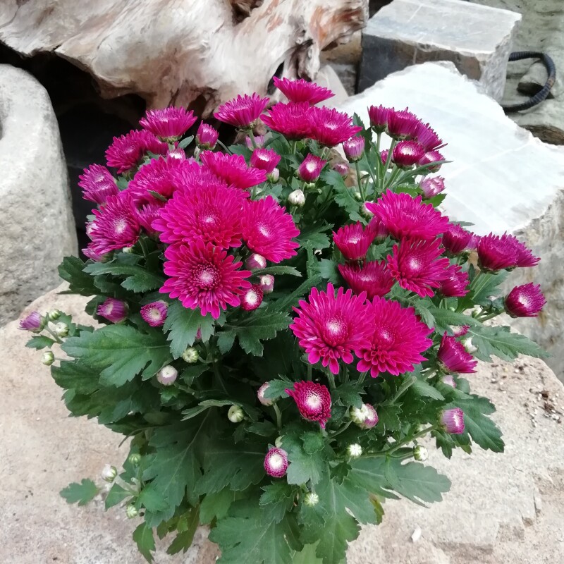 多头菊花盆栽阳台室内室外好养观花植物小雏菊盆栽带花四季开花卉