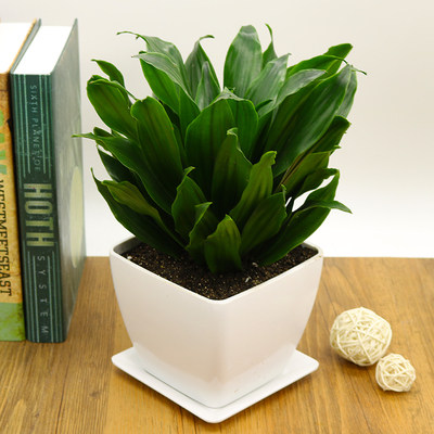 太阳神盆栽四季常青绿植花卉办公室内净化空气万年青植物小绿植