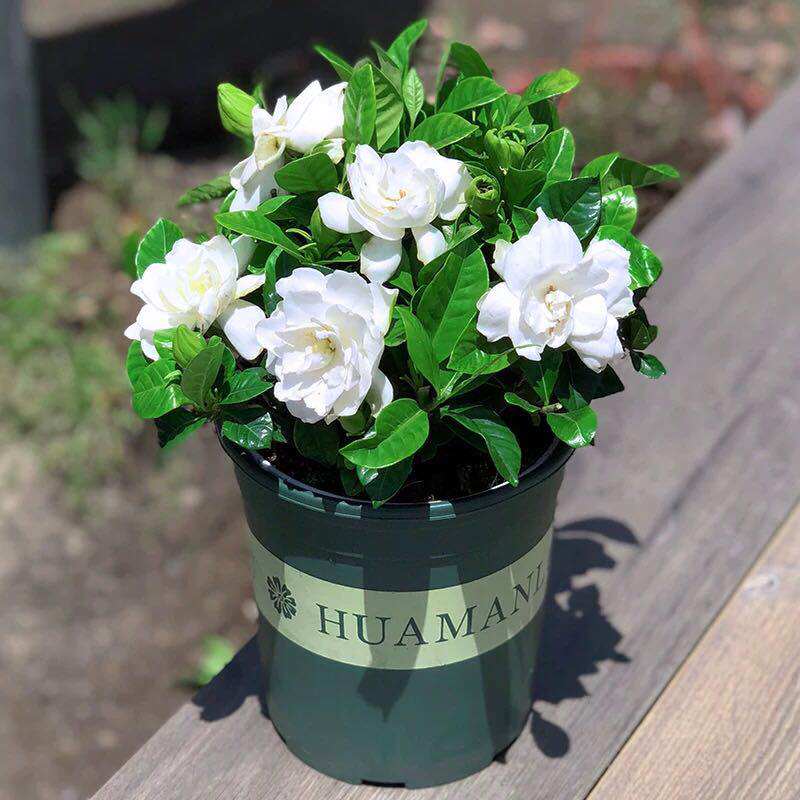 栀子花盆栽带花苞植物室内花卉