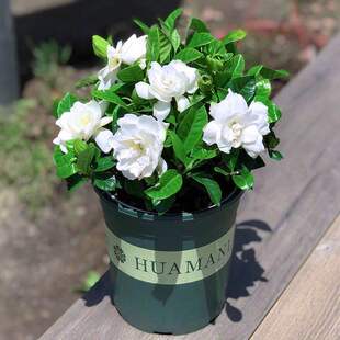 栀子花盆栽带花苞家居四季开花观花植物室内好养的常年开花卉盆栽