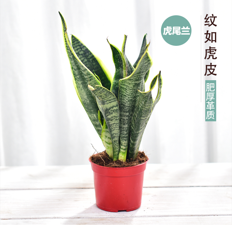 大金边虎皮兰盆栽室内客厅卧室大型绿植虎尾兰北欧植物吸甲醛包邮