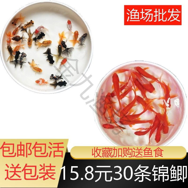 花草锦鲤冷水观赏鱼好养不加温