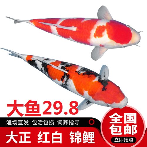 锦鲤活鱼金鱼冷水观赏鱼红白大正