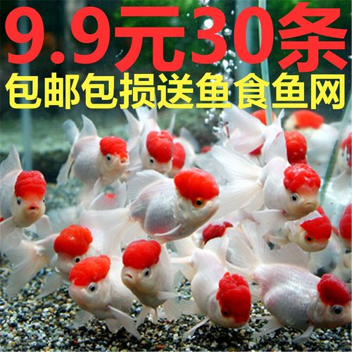草金鱼活鱼小锦鲤鱼冷水观赏鱼苗