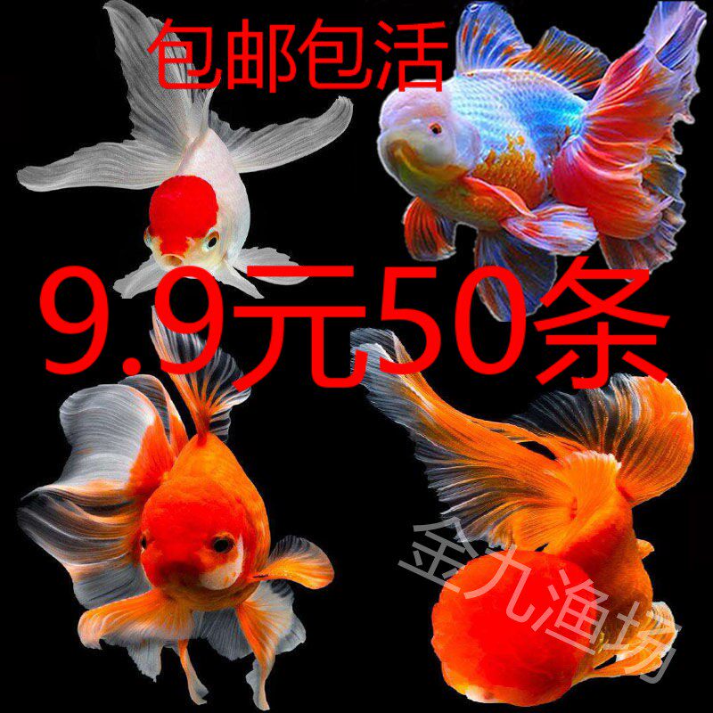 小金鱼活体小鱼活小型淡水观赏鱼苗风水鱼冷水鱼苗锦鲤鱼活热带鱼