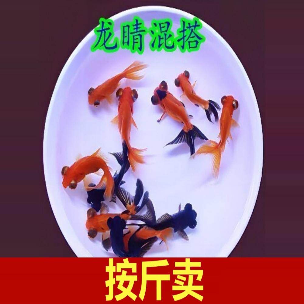 按斤卖红草金鱼活鱼锦鲤鱼活淡水冷水观赏鱼苗大小型耐活体热带鱼