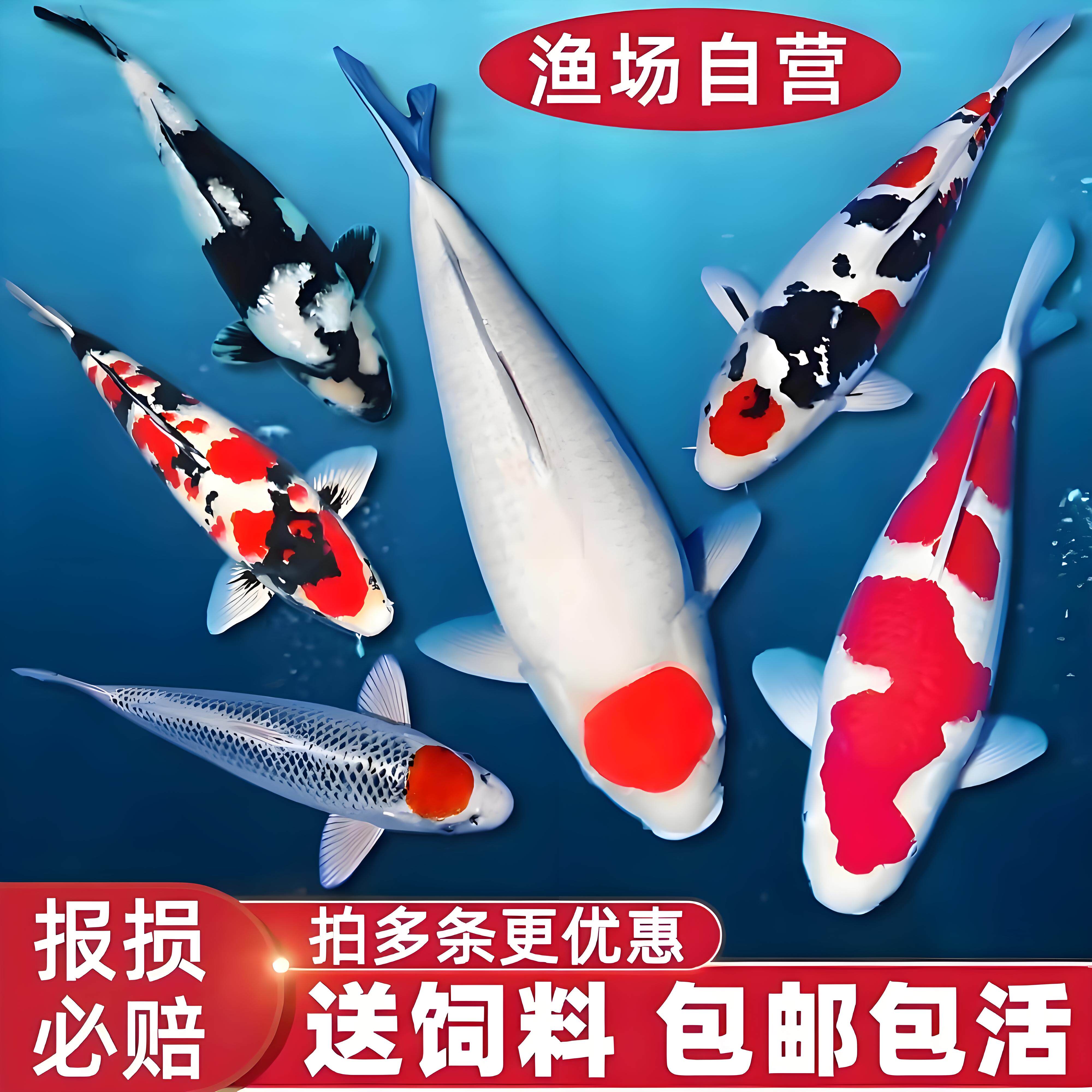 纯种小锦鲤鱼活小型观赏鱼苗冷水淡水鱼饲料鱼小金鱼活鱼好养红鱼