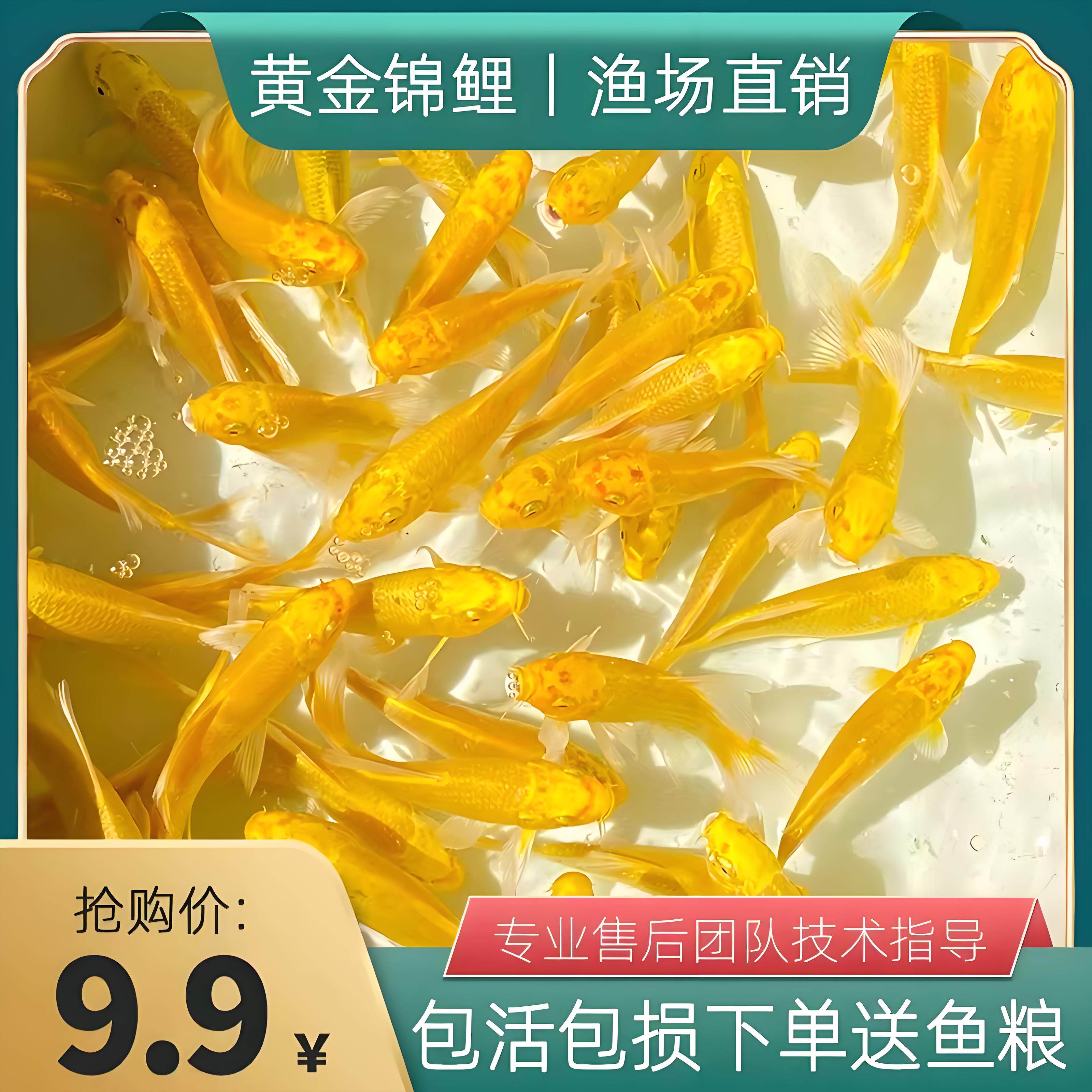 纯种小锦鲤鱼活小型观赏鱼苗冷水淡水鱼饲料鱼小金鱼活鱼好养红鱼