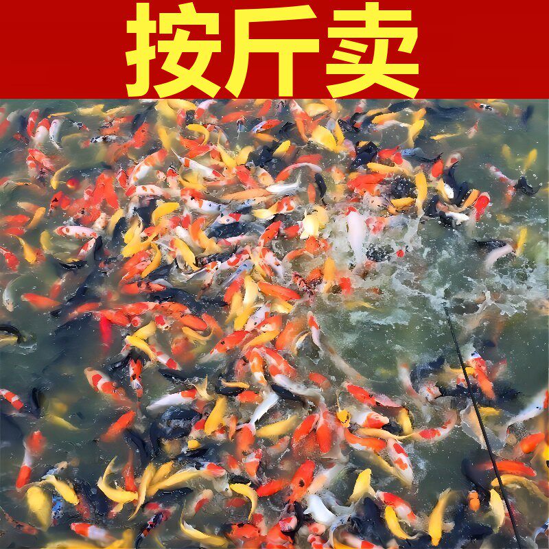 按斤卖红草金鱼活鱼锦鲤鱼活淡水冷水观赏鱼苗大小型耐活体热带鱼