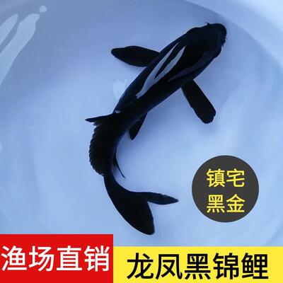 草金鱼活鱼龙凤锦鲤冷水观赏鱼苗