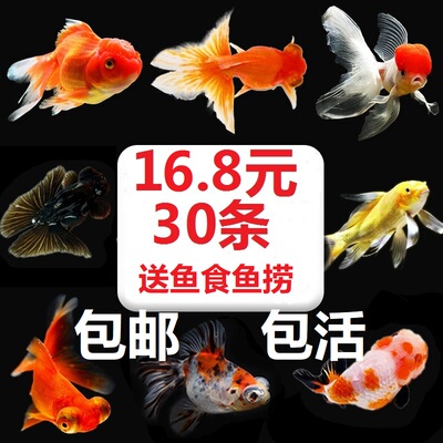 冷水观赏鱼金鱼锦鲤鱼活体淡水鱼