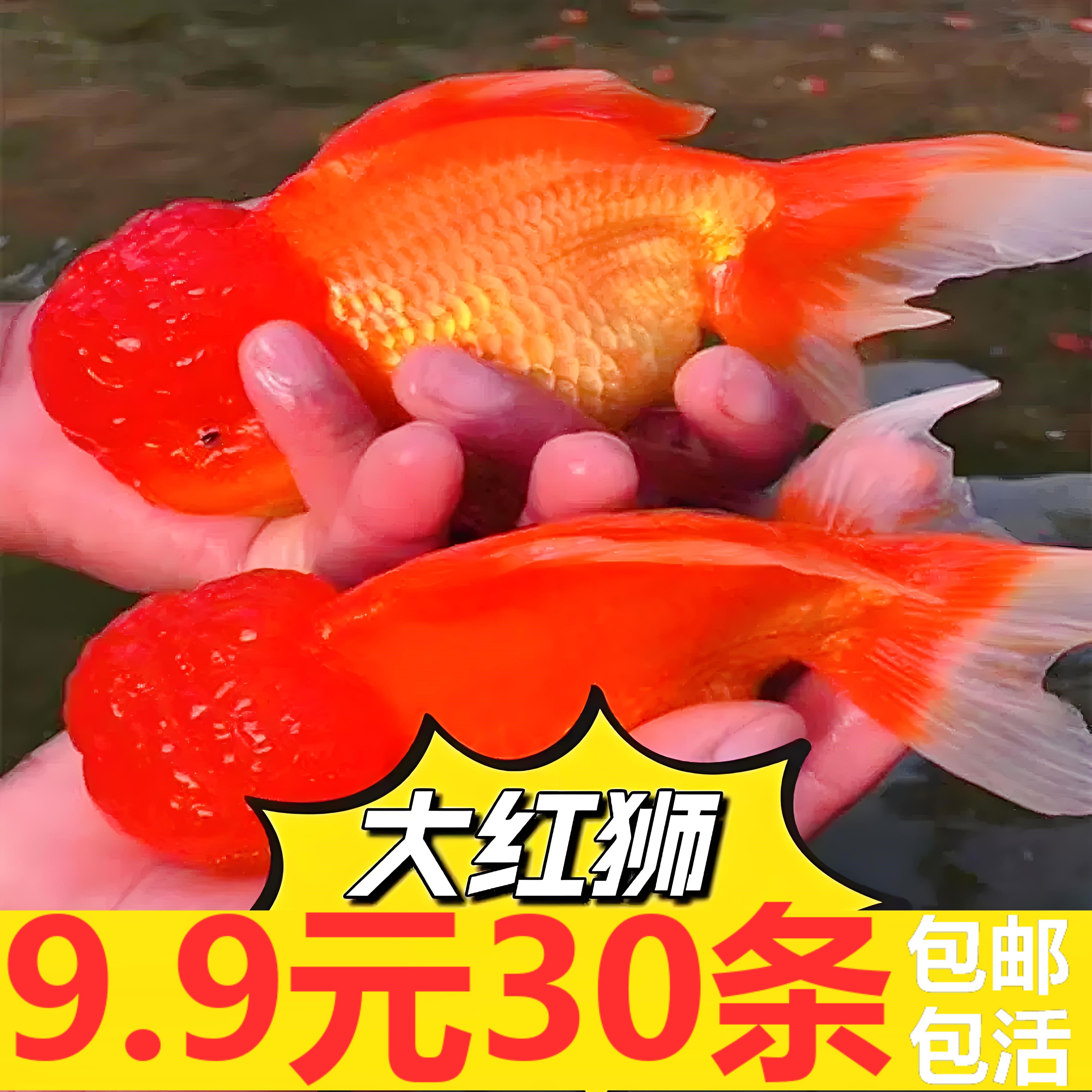 鎏金金鱼活鱼锦鲤鱼活体冷水观赏鱼苗淡水鱼耐活好养龙睛国狮丹顶