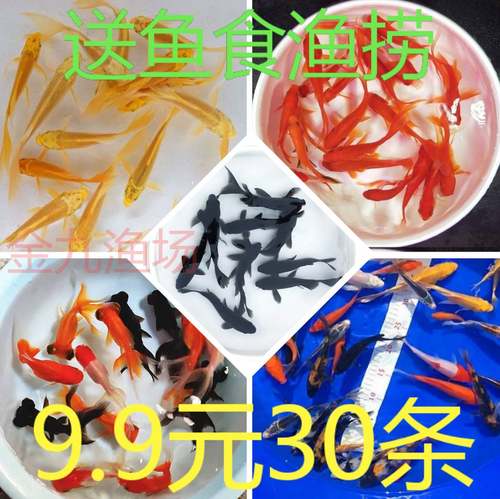 金鱼鱼苗冷水鱼好养锦鲤小鱼花草