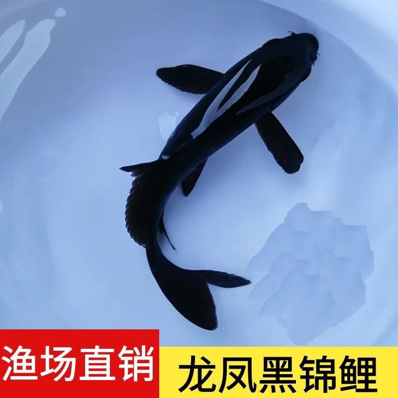金鱼活鱼龙凤锦鲤鱼冷水鱼观赏鱼