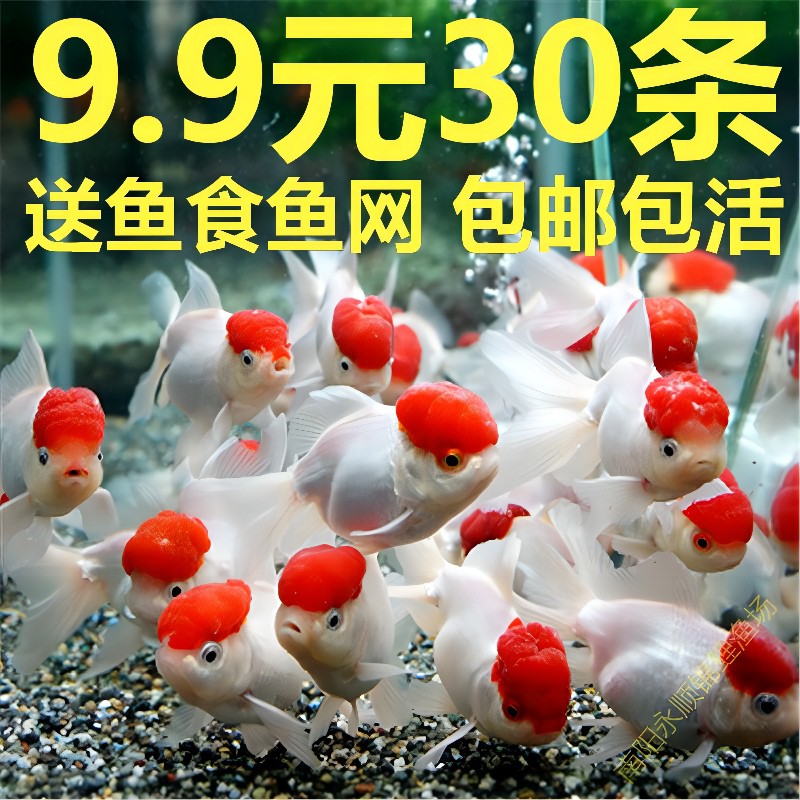 草金鱼活鱼龙凤锦鲤冷水观赏鱼苗