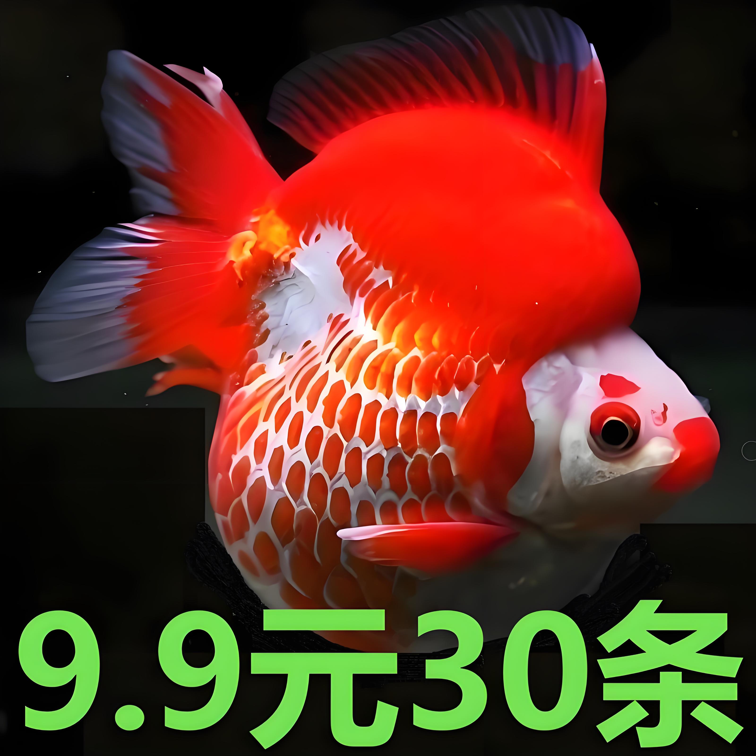 鎏金金鱼活鱼锦鲤鱼活体观赏鱼苗