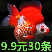 鎏金金鱼活鱼锦鲤鱼活体冷水观赏鱼苗淡水鱼耐活好养龙睛国狮丹顶