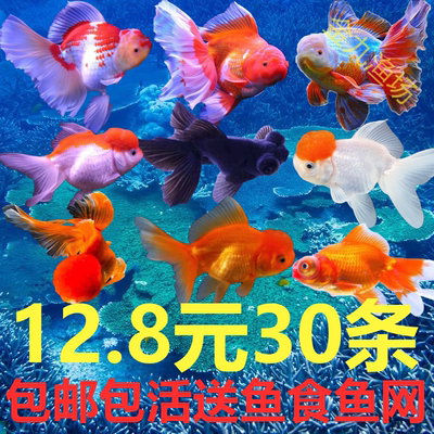 包邮包活红草金鱼活鱼锦鲤鱼金冷水观赏鱼苗淡水鱼小型鱼龙睛国狮