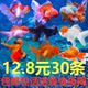 包邮 包活红草金鱼活鱼锦鲤鱼金冷水观赏鱼苗淡水鱼小型鱼龙睛国狮