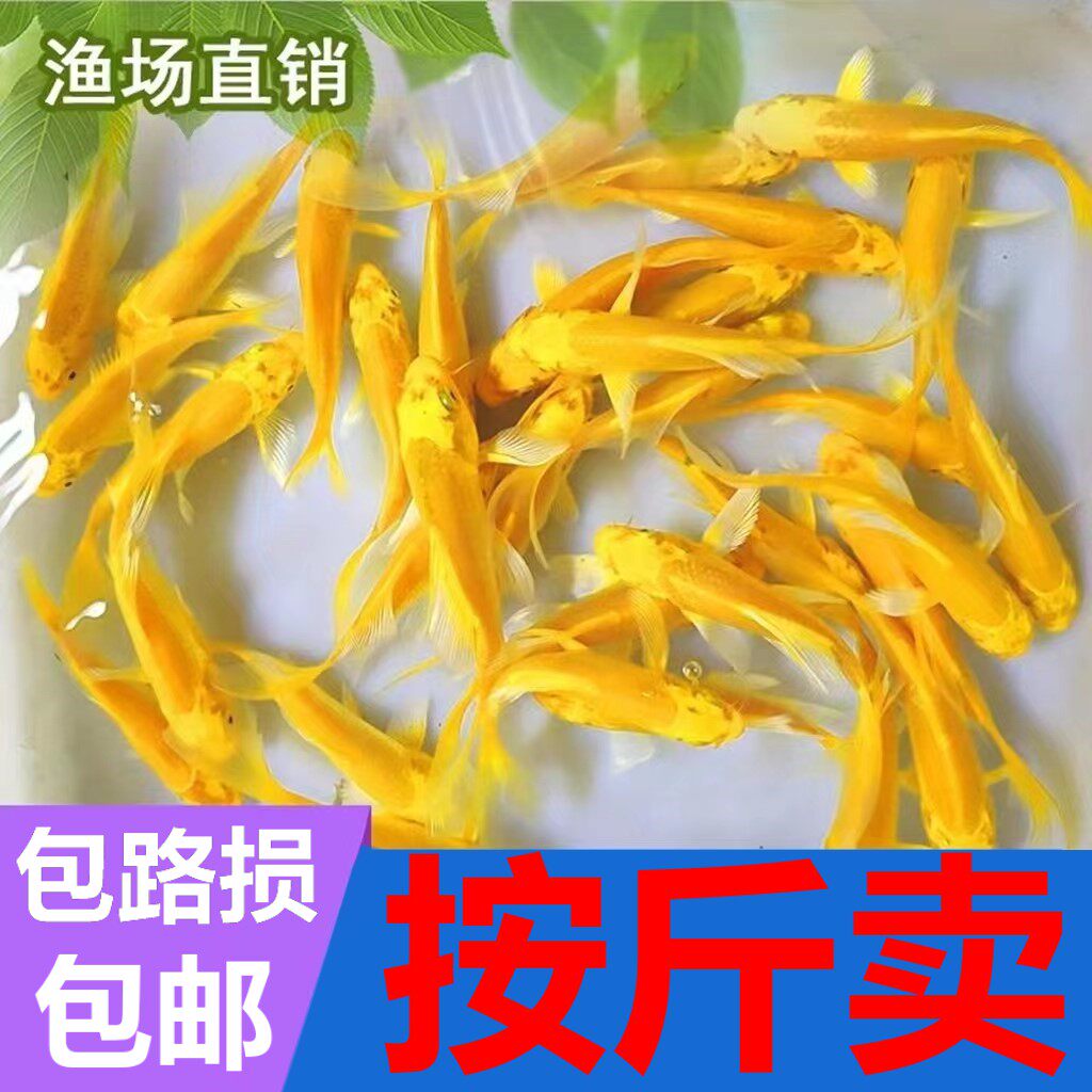 按斤卖红草金鱼活鱼锦鲤鱼活淡水冷水观赏鱼苗大小型耐活体热带鱼