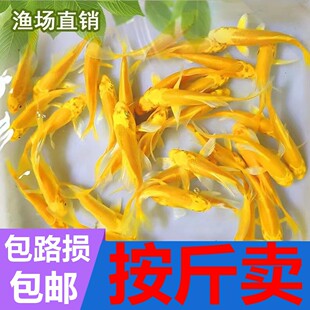 按斤卖红草金鱼活鱼锦鲤鱼活淡水冷水观赏鱼苗大小型耐活体热带鱼