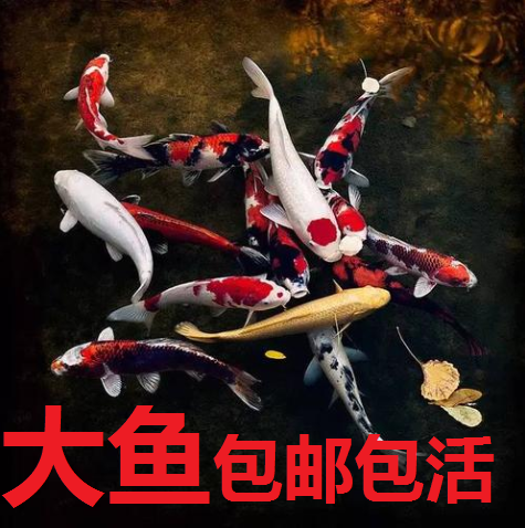 龙凤鲤好养小鱼苗观赏鱼淡水鱼