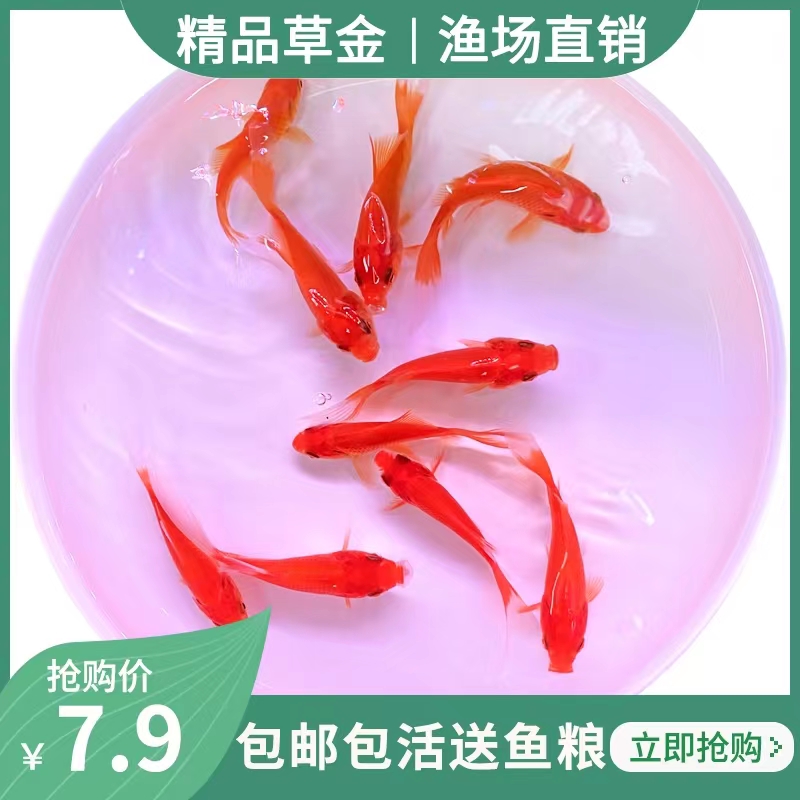 红草金鱼活鱼小锦鲤小红鱼淡水冷水观赏鱼苗热带鱼活食龙鱼饲料鱼